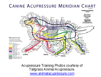 Canine Acupuncture Graphic