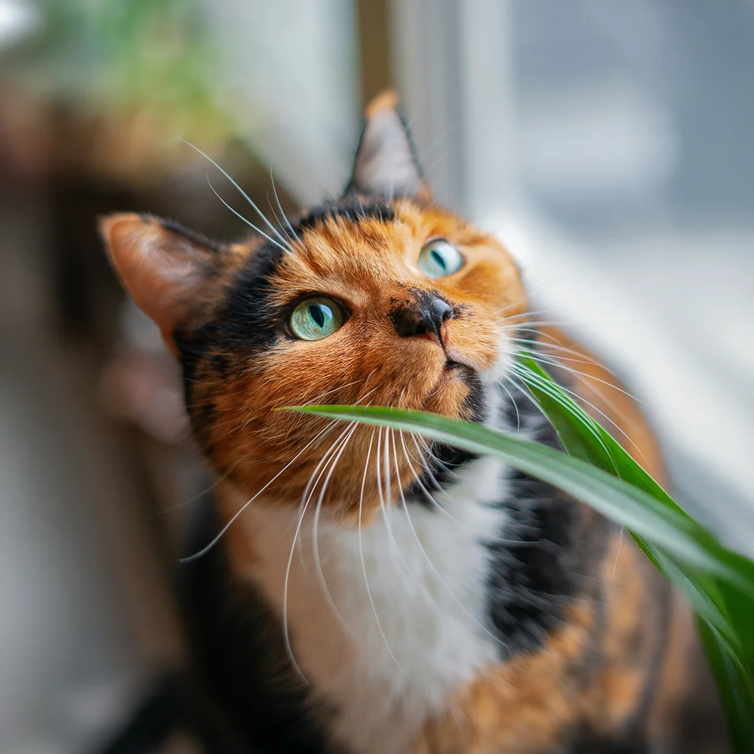 Close-Up of Calico Cat Sniffing Plant Calico cat with green eyes sniffing a long green plant indoors.