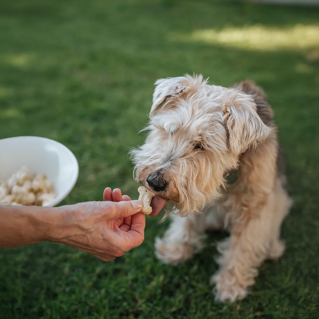 Scruffy tan dog licking a bone-shaped treat held by a person on green grass.