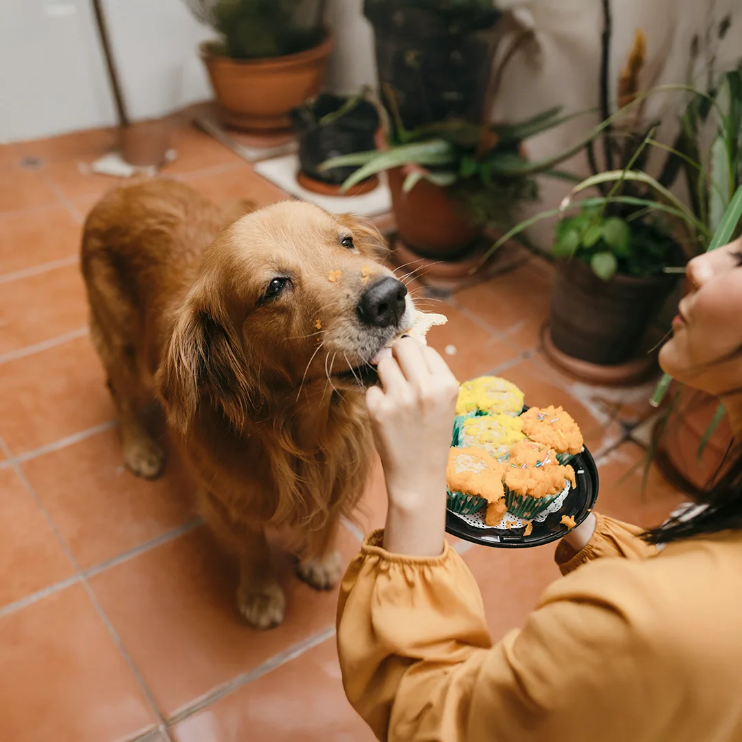 Golden Retriever Eating a Cupcake Golden retriever being fed a cupcake by a person holding a plate of colorful cupcakes indoors.