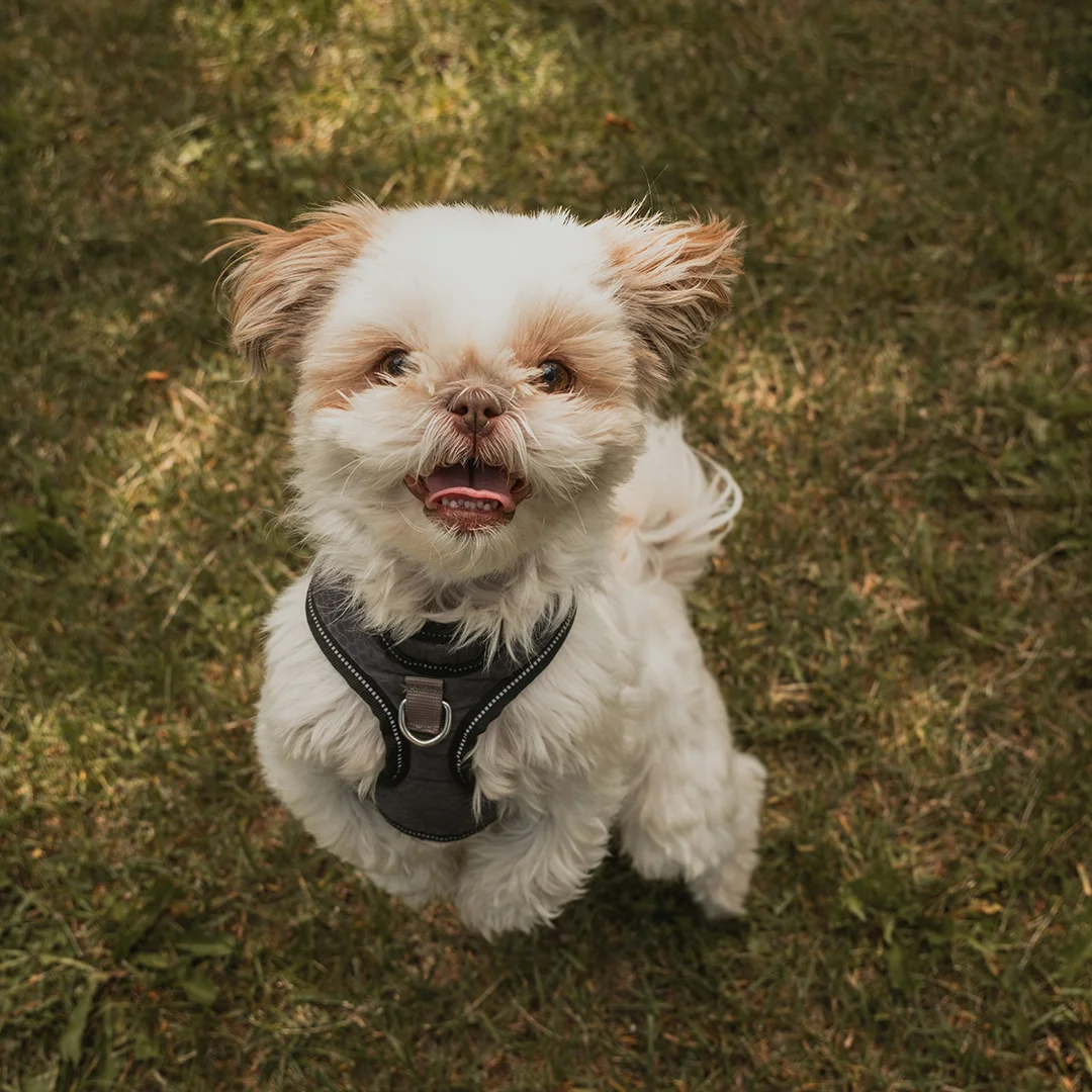 Small White Dog Standing on Grass Fluffy white dog wearing a harness standing on grass and looking up with a happy expression.
