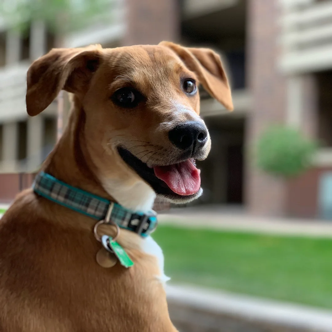 Smiling Brown Dog with Blue Collar Happy brown dog with a blue plaid collar sitting outside near an apartment building.