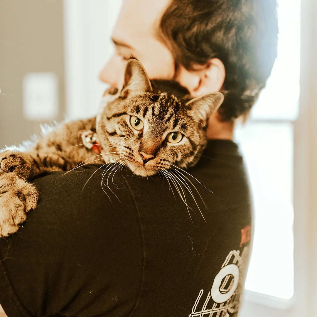 Tabby cat resting its head on a person’s shoulder, looking calmly at the camera.