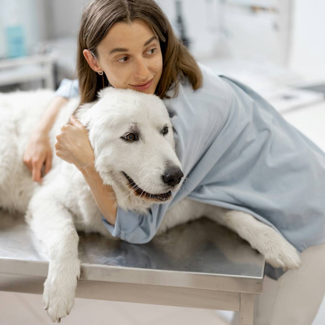 big white sheepdog in a veterinary clinic