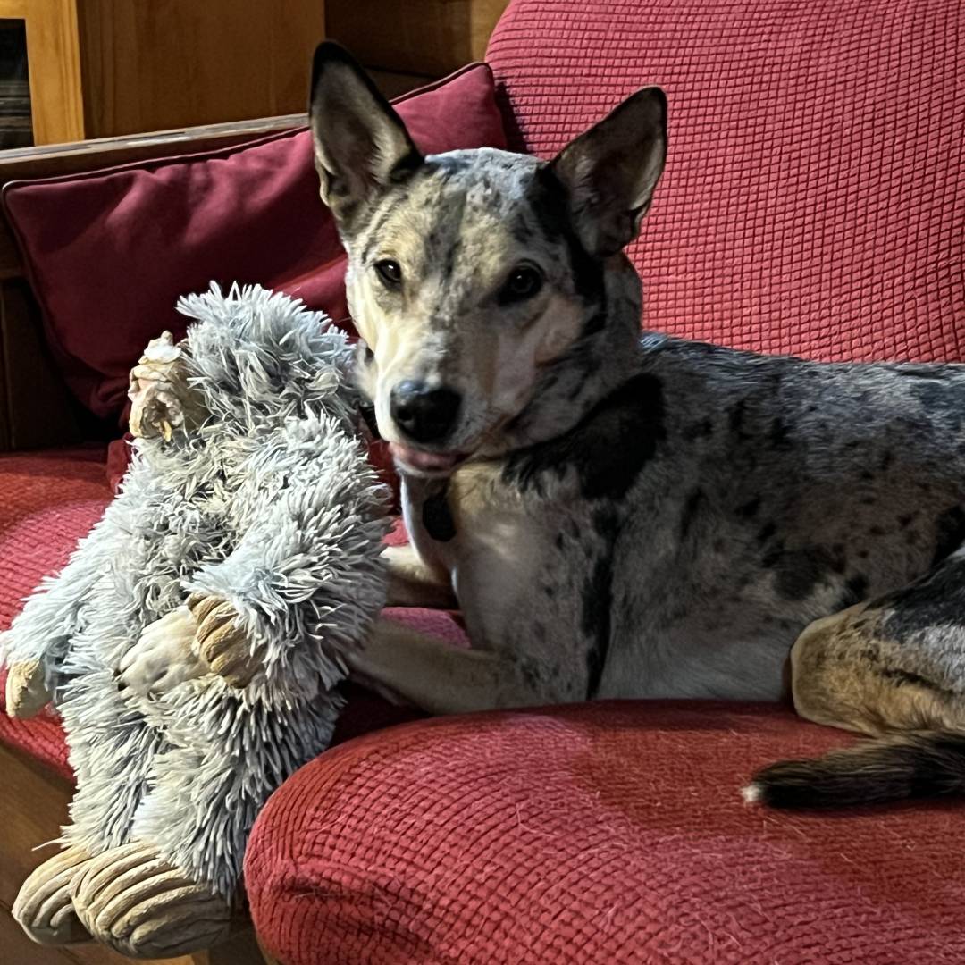 misty Maya and Caesar