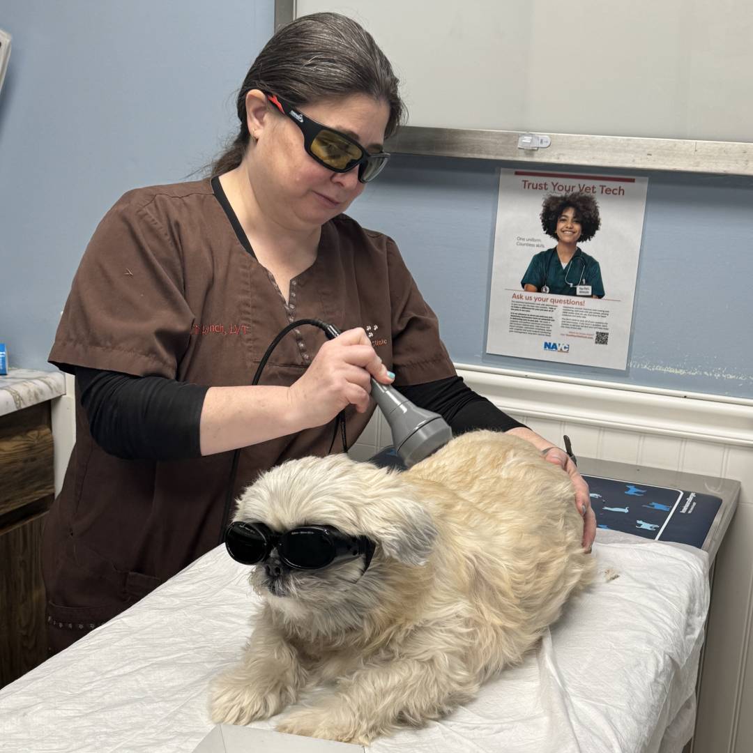 Quintin getting a laser treatment