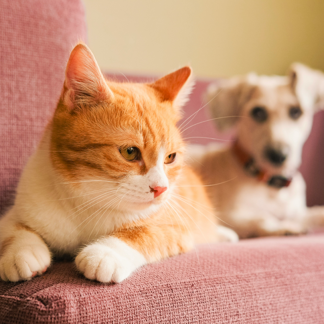A dog and a cat sitting on a couch A dog and a cat sitting on a couch
