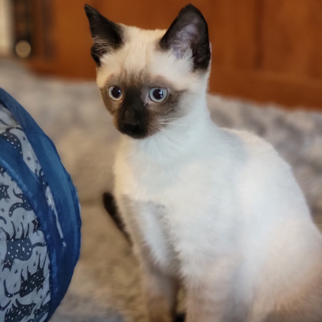 Alina