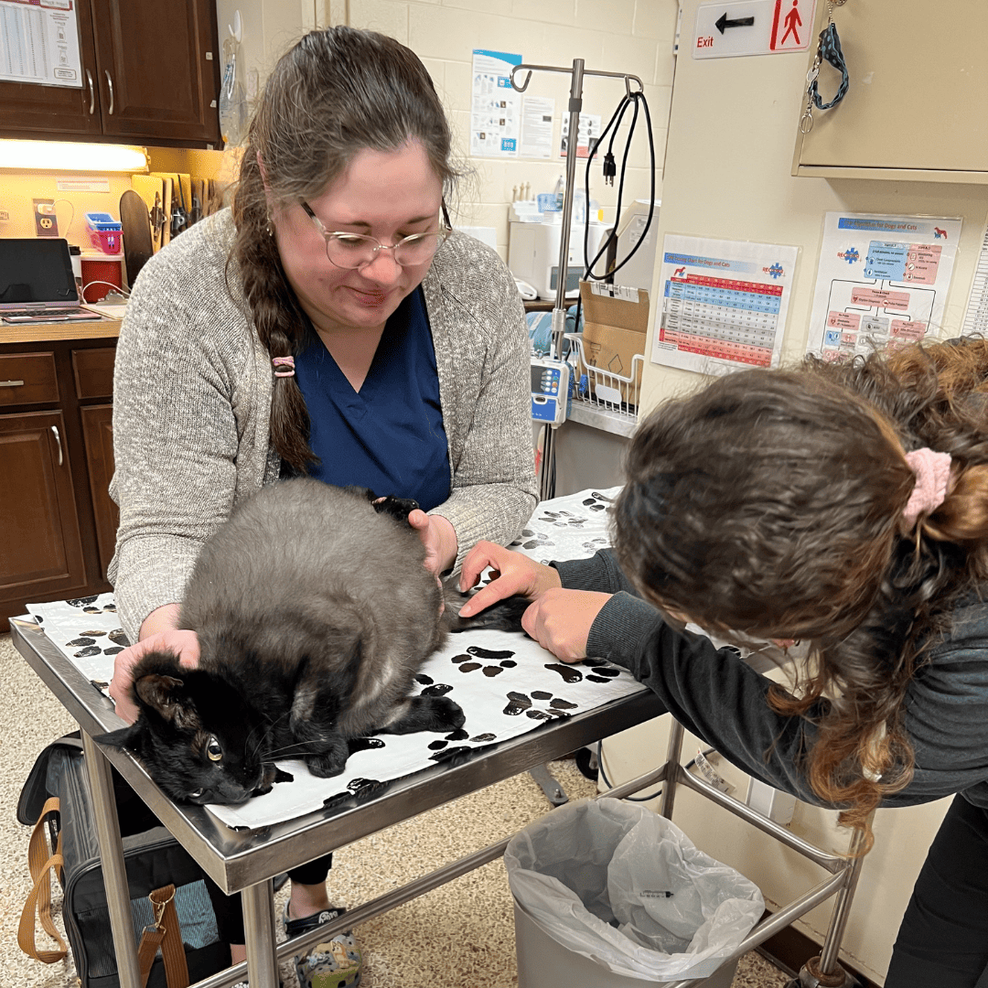 Erin and Becky Prepping a cat for Surgery