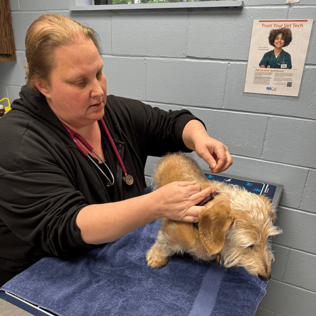 vet team doing acupuncture treatment on a dog