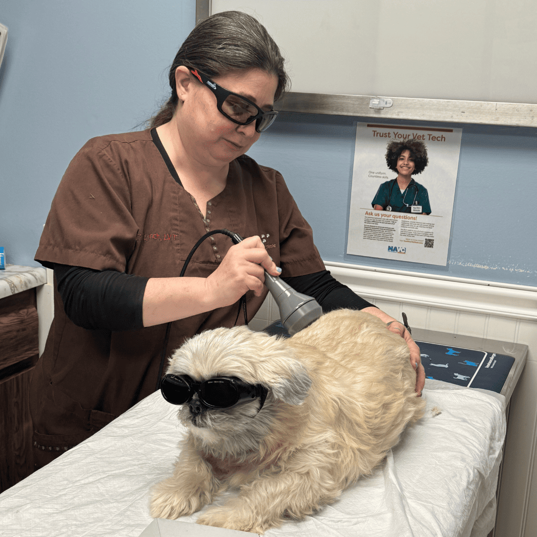 vet team performing laser therapy treatment on a dog
