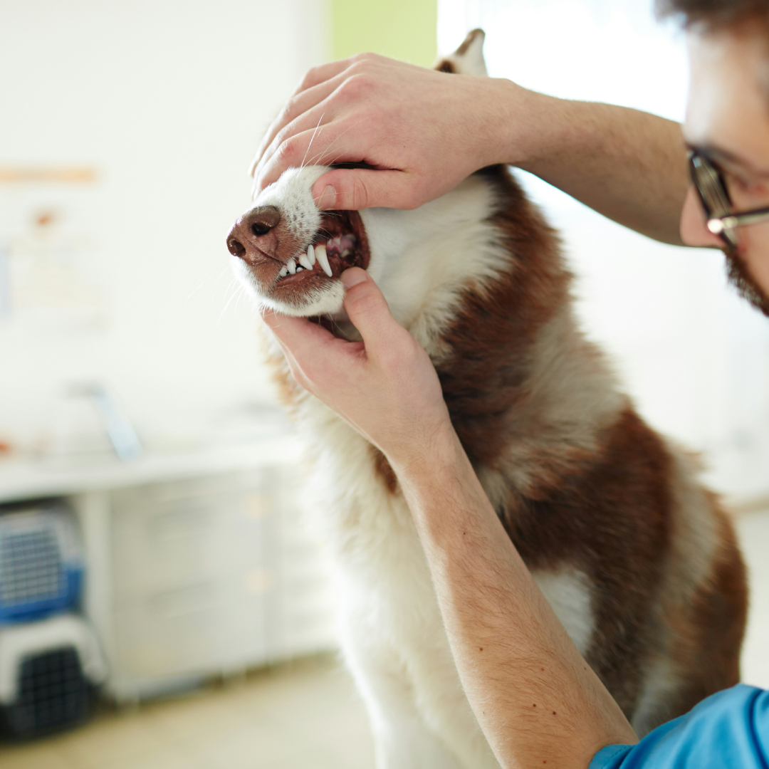 Vet doctor checking up teeth Vet doctor checking up teeth