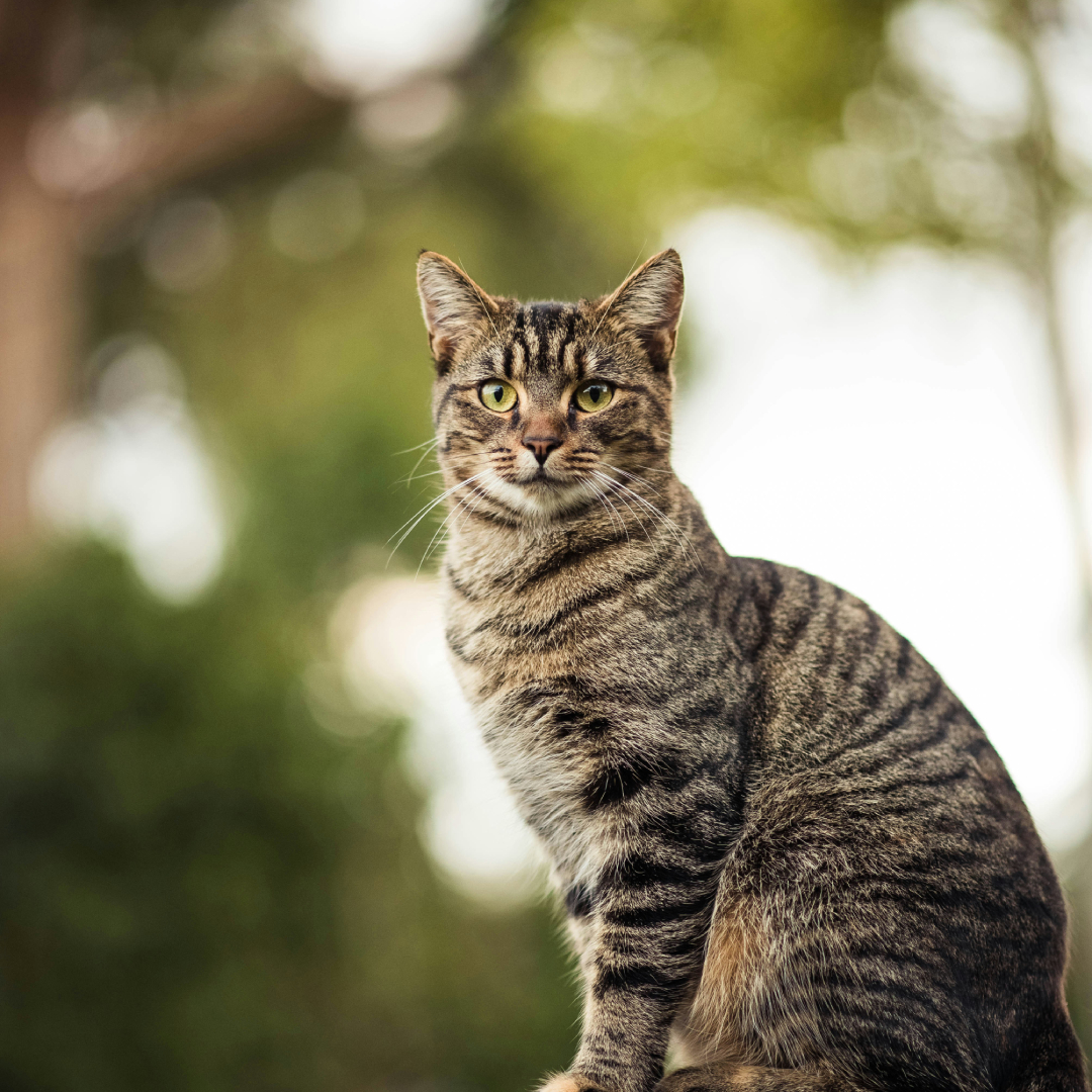 brown tabby cat on wooden beam brown tabby cat on wooden beam