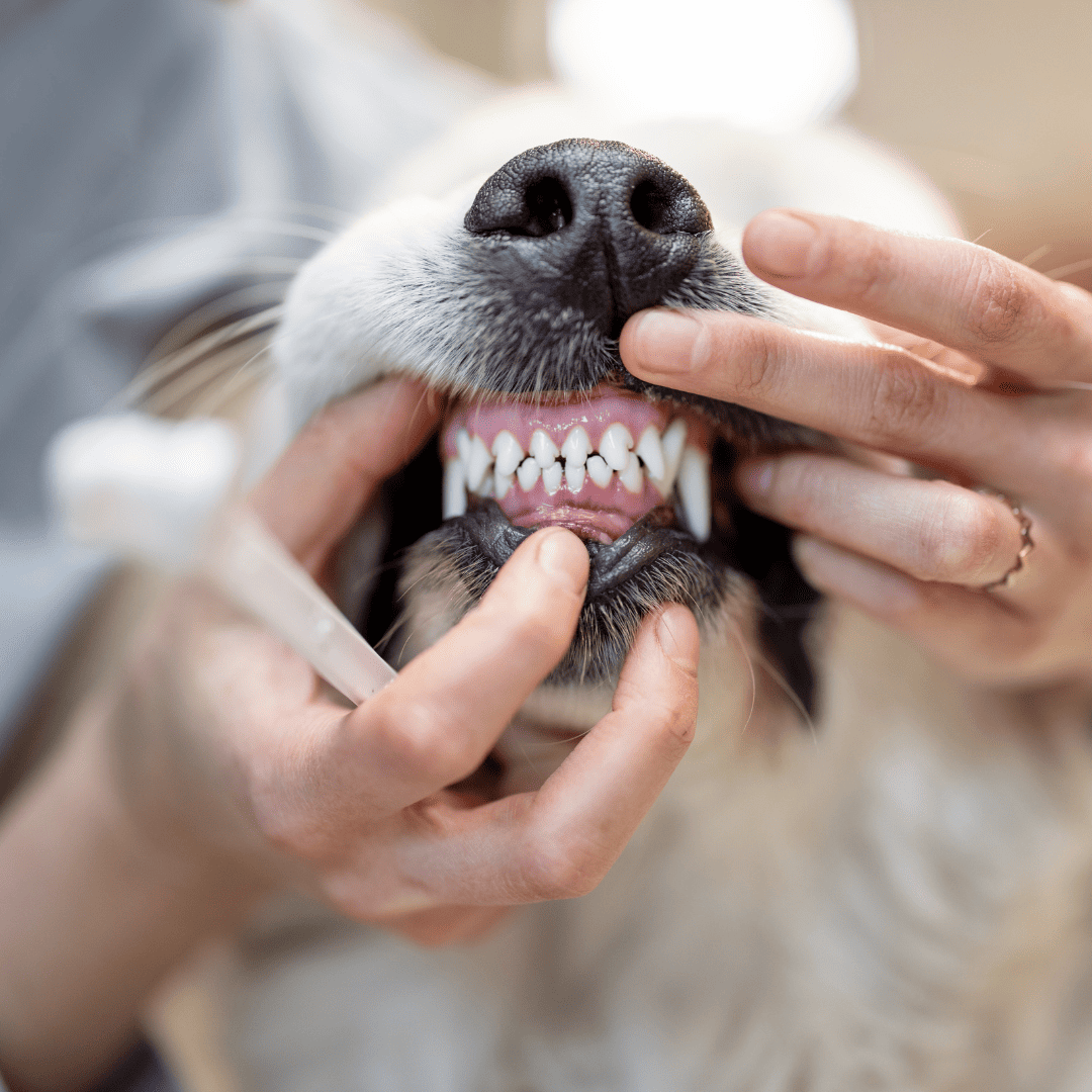 person brushing their dogs teeth