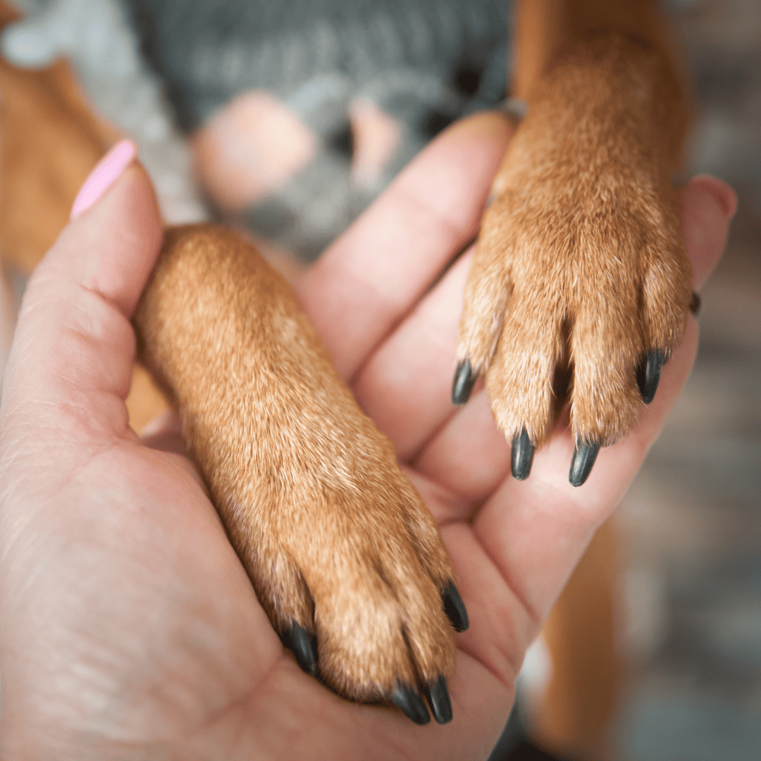 black smooth-coated dog