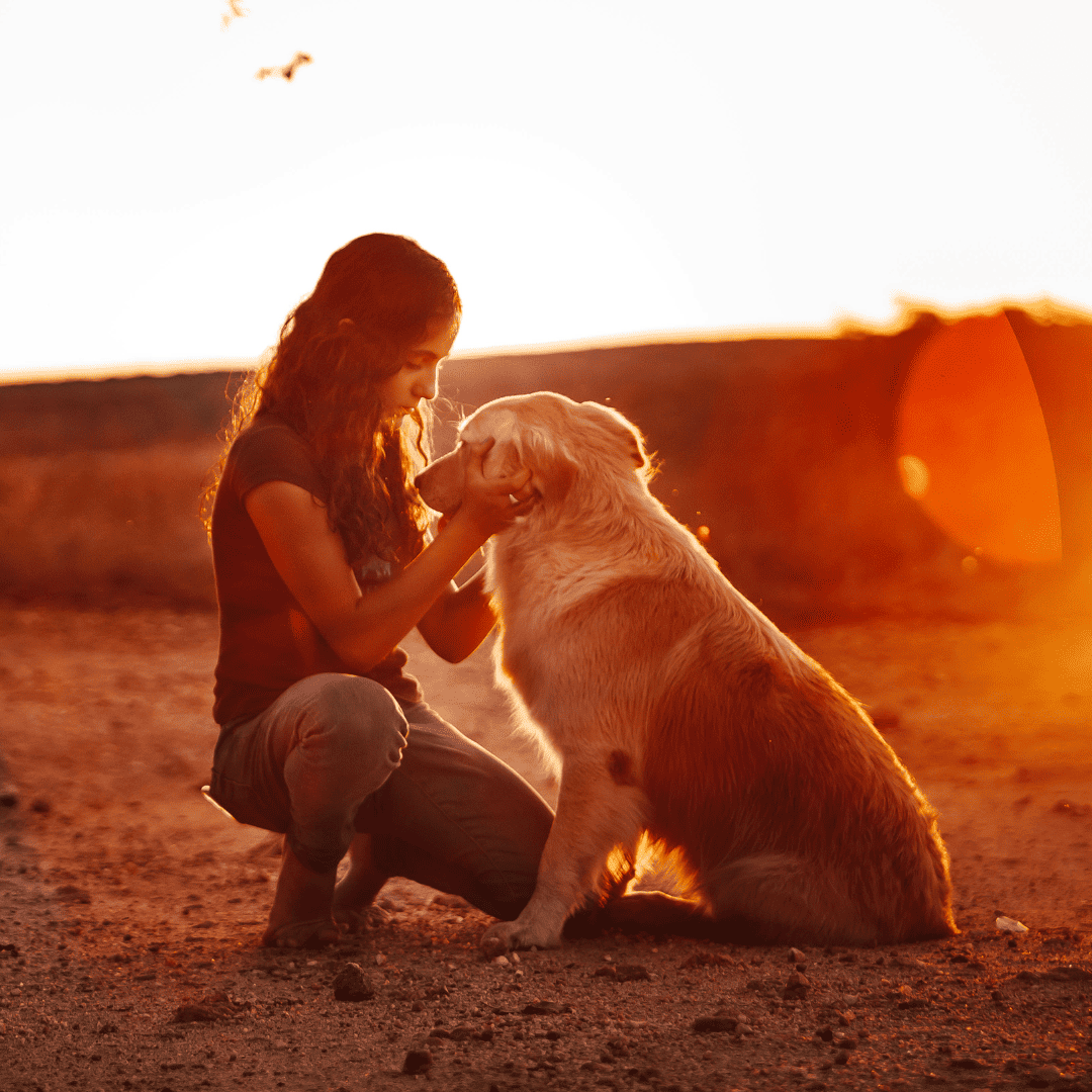 short-coated white dog 