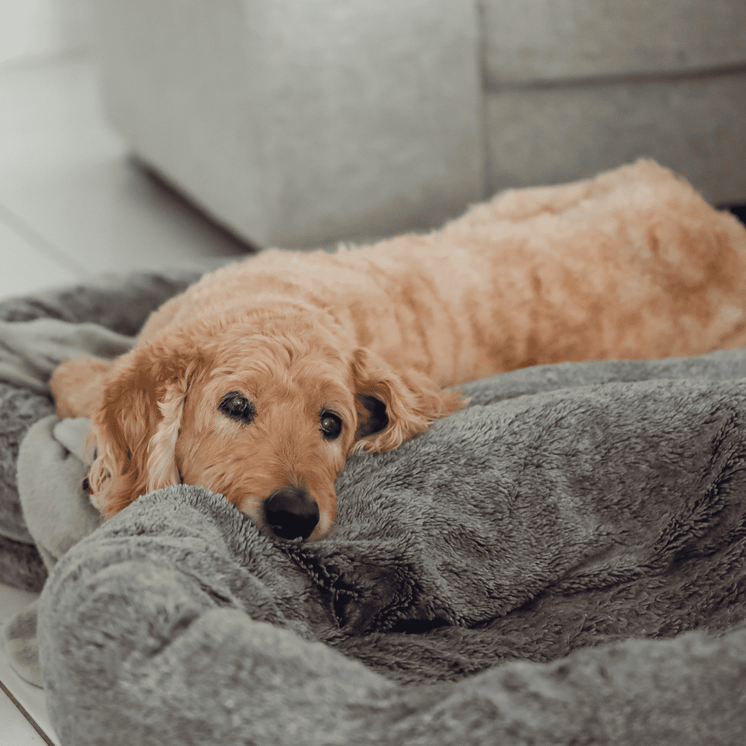 end of life care yellow labrador retriever
