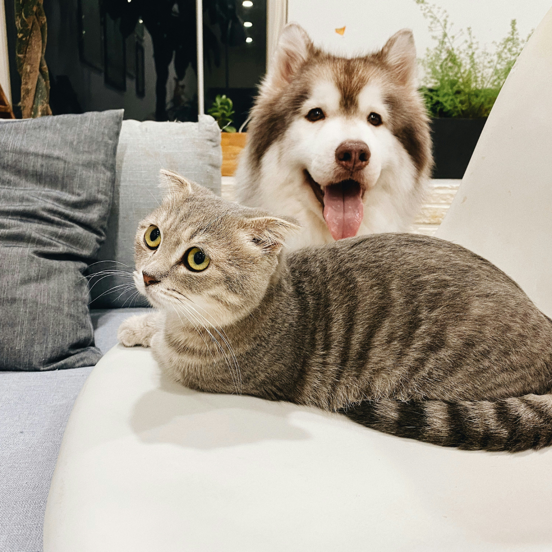 grey tabby cat white dog