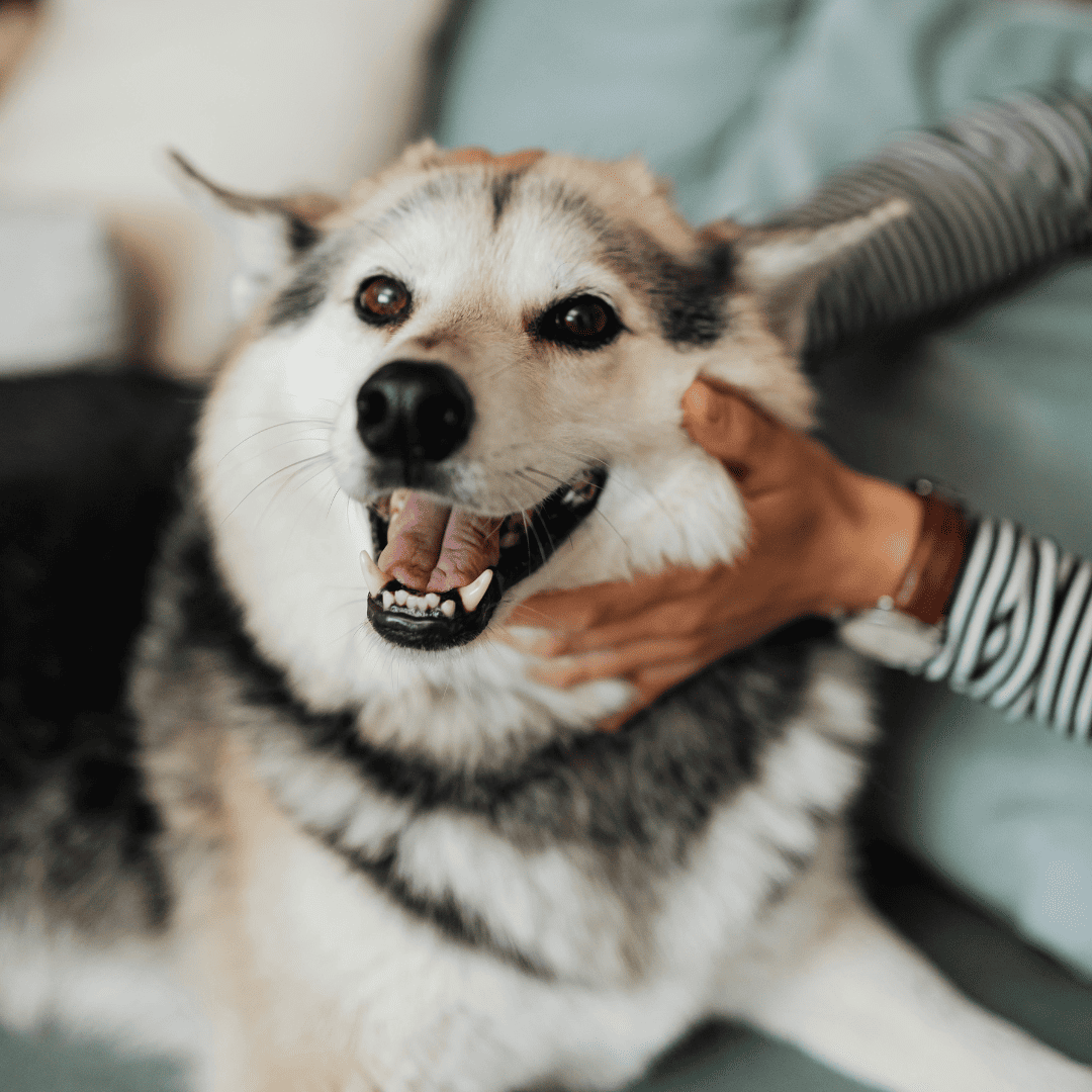 happy dog (1) person petting a senior husky dog