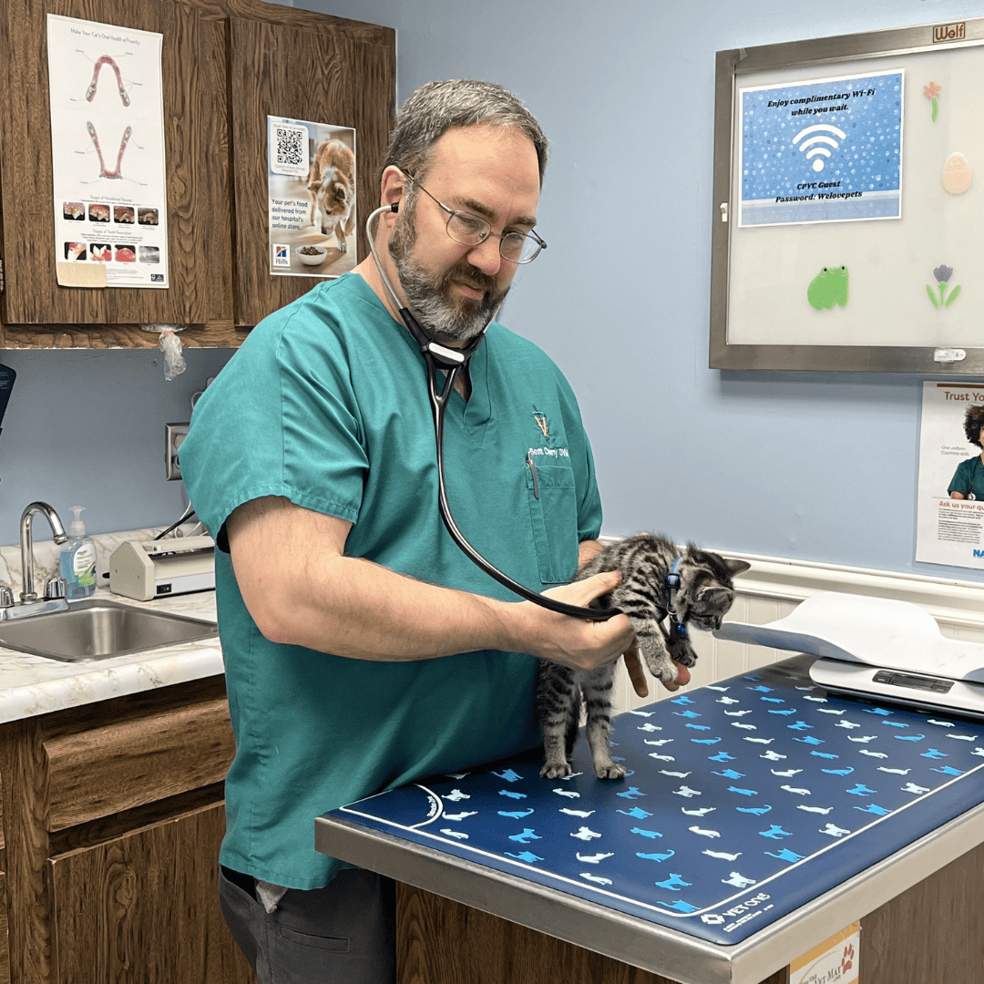 vet performing kitten wellness exam