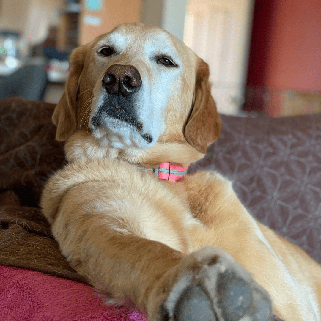 senior dog relaxing on a couch