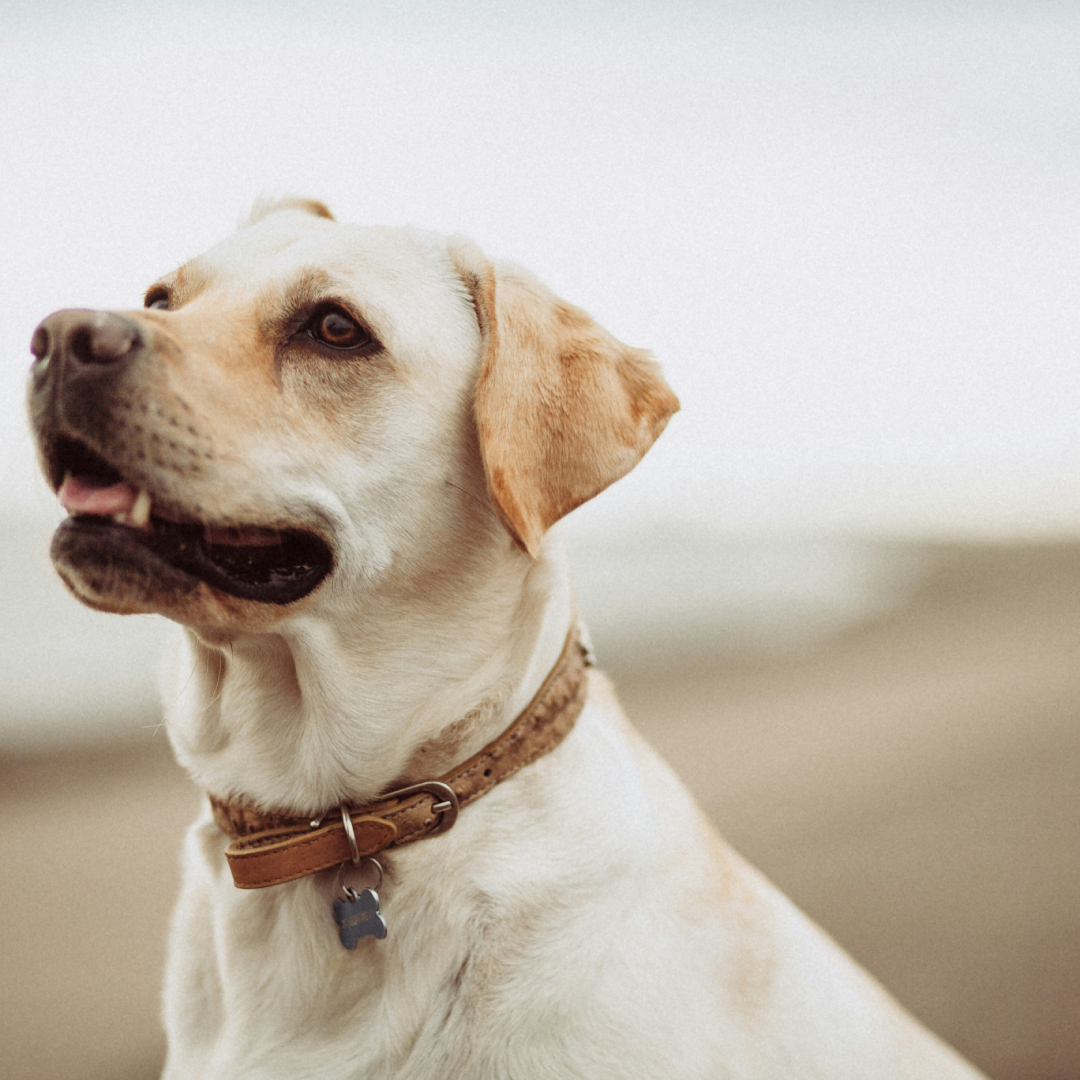 short-coated white dog