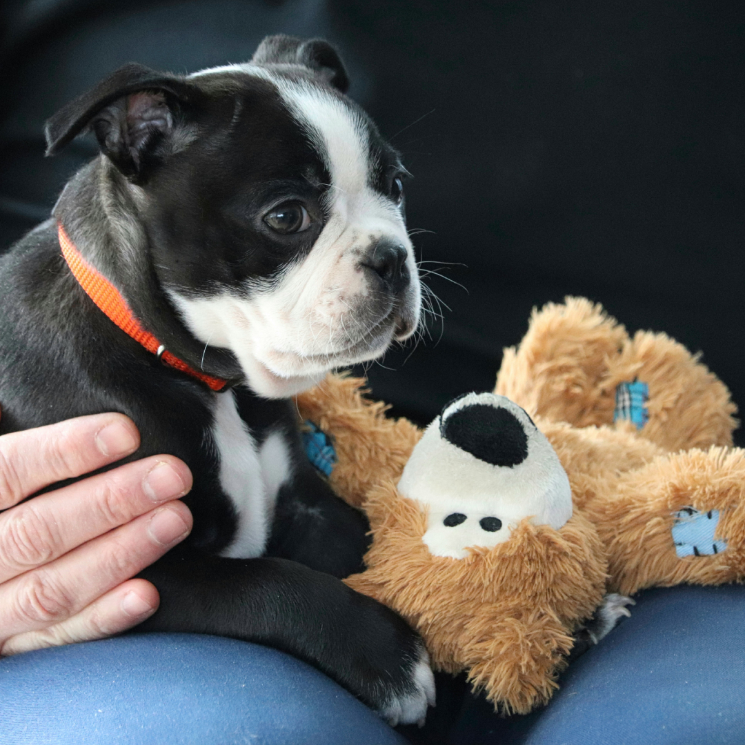 small black and white dog