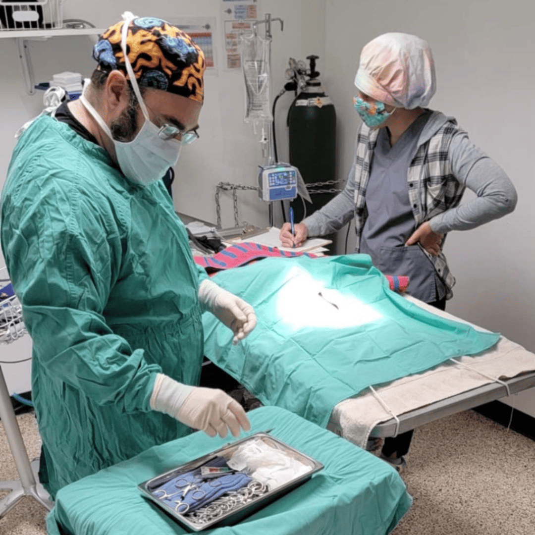 vet performing surgery with veterinary staff